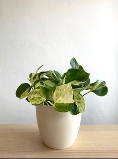 (Category: ) located in . Submitted by thames36 (Listing ID 1053991061, Image 1). Description: .