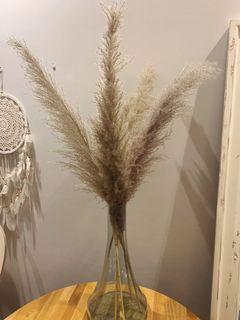 Fluffy Pampas Grass