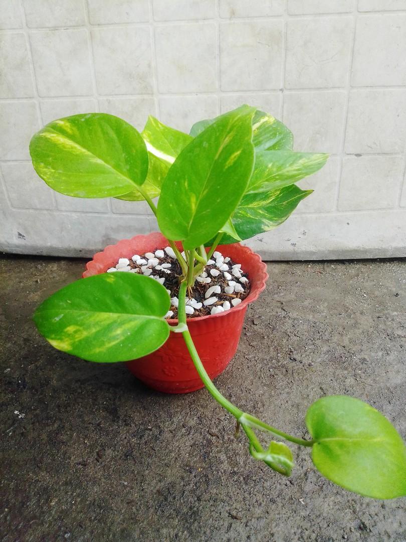 Giant Marble Pothos (Category: Plants & Seeds) located in Caloocan City. Submitted by willfull (Listing ID 1054176038, Image 2). Description: These evergreen perennials are grown primarily for the beauty of their colorful leaves. ... lubbersiana reaches a height of about 18 inches and has green and yellow patterned elliptical leaves with pale green undersides..