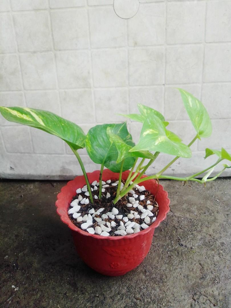 Giant Marble Pothos (Category: Plants & Seeds) located in Caloocan City. Submitted by willfull (Listing ID 1054176038, Image 3). Description: These evergreen perennials are grown primarily for the beauty of their colorful leaves. ... lubbersiana reaches a height of about 18 inches and has green and yellow patterned elliptical leaves with pale green undersides..