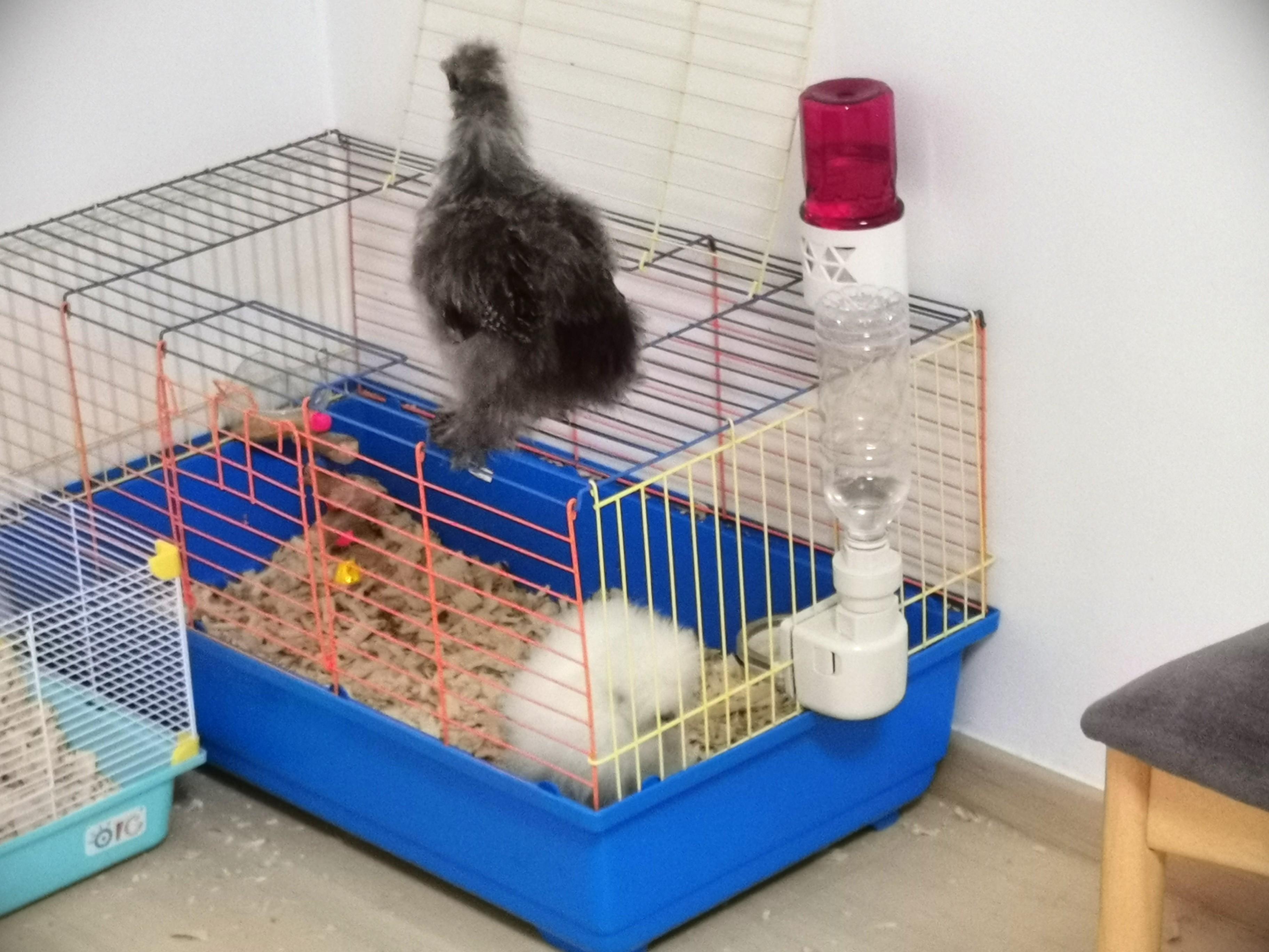 Guinea pig/Rabbit Cage (80cm X 44cm X 43cm), Pet Supplies, For Small Animals, Pet Accessories on