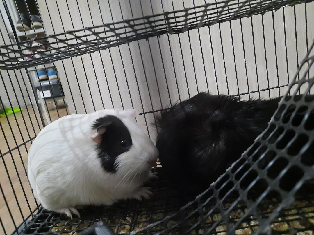 Kandang guinea pig top