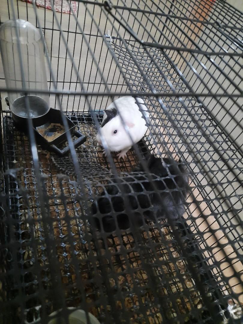 Kandang guinea hot sale pig