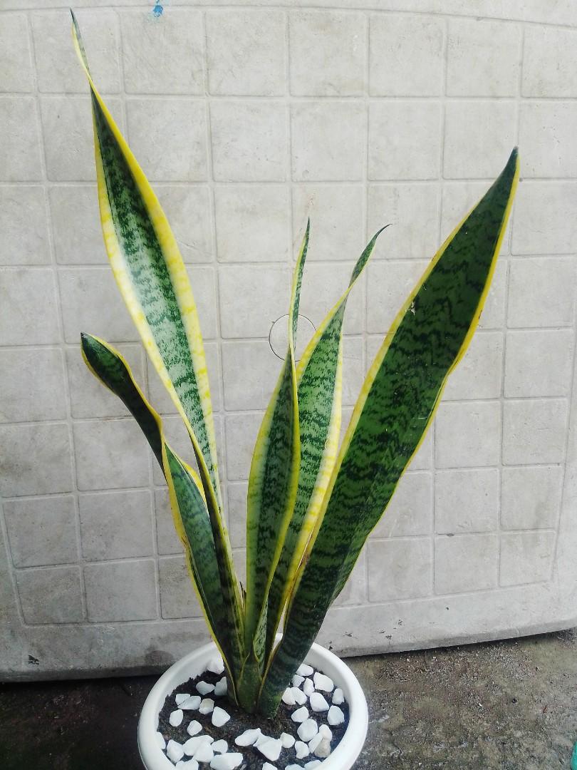 Snake Plant (Category: Plants & Seeds) located in Caloocan City. Submitted by willfull (Listing ID 1054175091, Image 2). Description: Dracaena trifasciata is a species of flowering plant in the family Asparagaceae, native to tropical West Africa from Nigeria east to the Congo. It is most commonly known as the snake plant, Saint George's sword, mother-in-law's tongue, and viper's bowstring hemp, among other names..