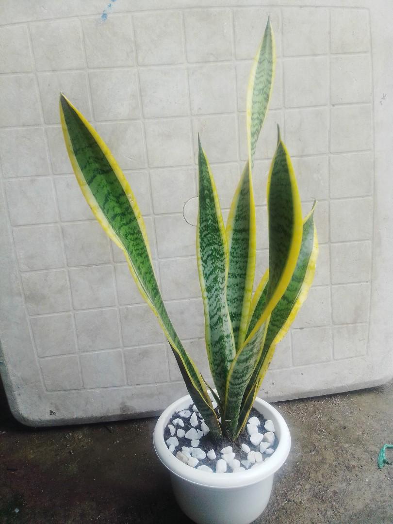 Snake Plant (Category: Plants & Seeds) located in Caloocan City. Submitted by willfull (Listing ID 1054175091, Image 3). Description: Dracaena trifasciata is a species of flowering plant in the family Asparagaceae, native to tropical West Africa from Nigeria east to the Congo. It is most commonly known as the snake plant, Saint George's sword, mother-in-law's tongue, and viper's bowstring hemp, among other names..