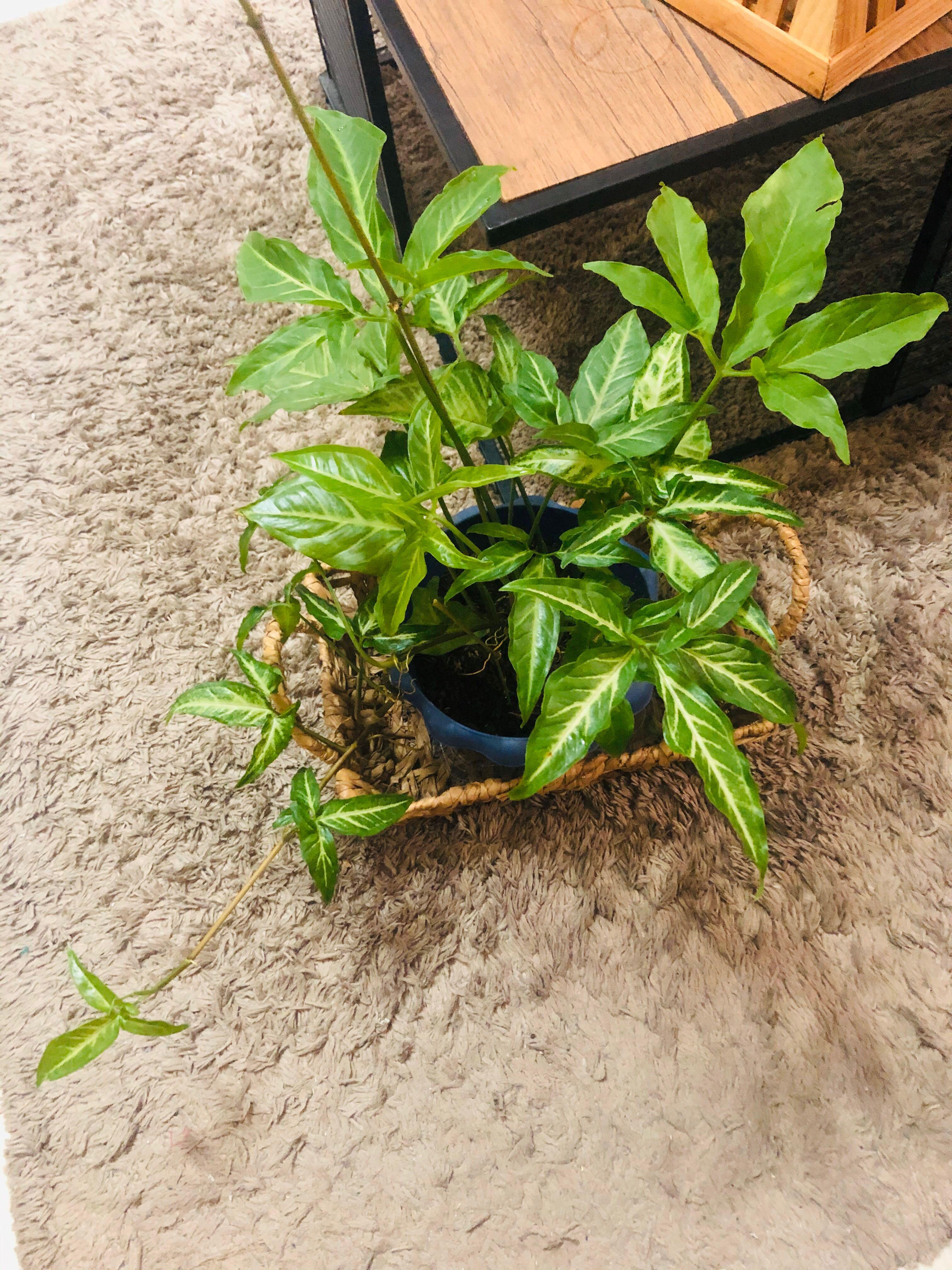 Syngonium Arrowhead Trileaf Trailing - Potted, Furniture & Home Living