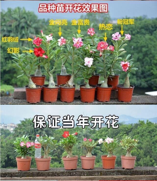 重瓣沙漠玫瑰 沙漠玫瑰花苗觀花植物四季開花室內綠植花卉盆栽 傢俬 家居 Gardening Plants Carousell