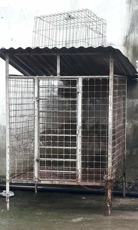 Cage for 2025 labrador dog