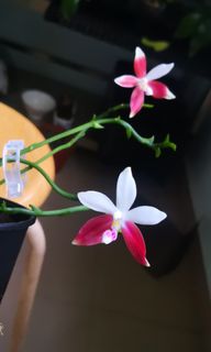 (Category: ) located in . Submitted by hiahmiao (Listing ID 1054256994, Image 1). Description: .