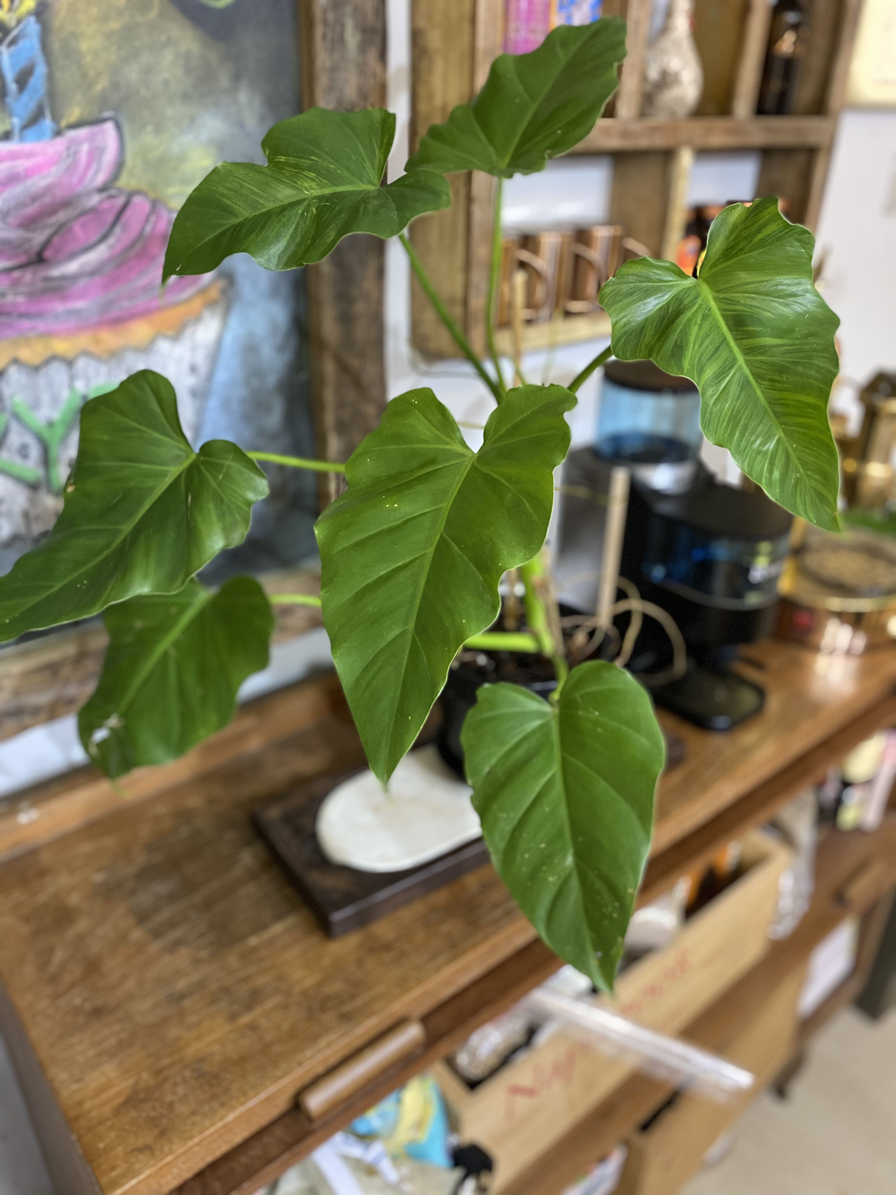 Philodendron Elephant Ears Sp Furniture Home Living Gardening Plants Seeds On Carousell