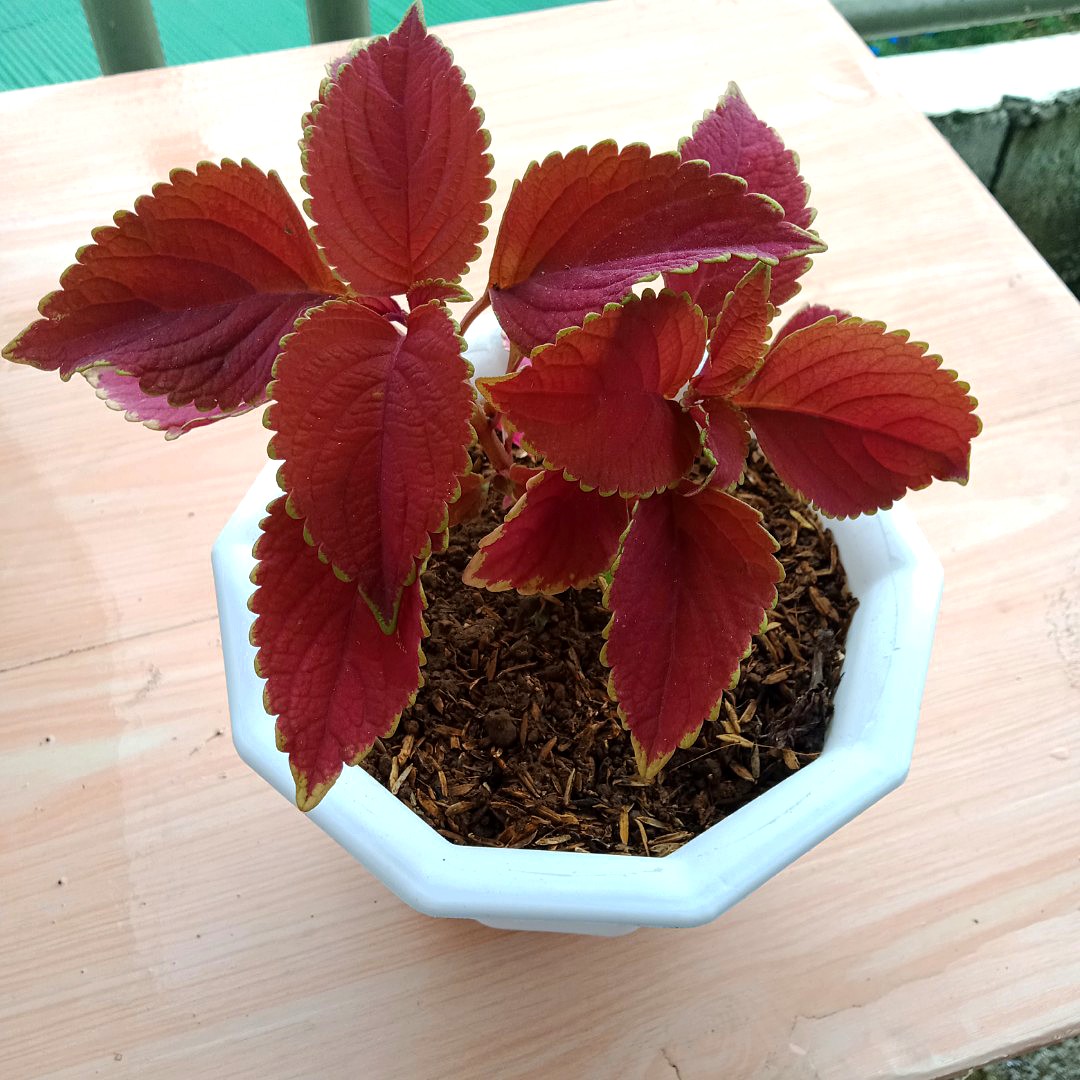 red coleus mayana plant with white pot indoor or outdoor house