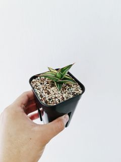 (Category: ) located in . Submitted by botanico_ (Listing ID 1054324246, Image 1). Description: .