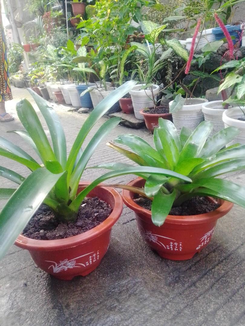 Bromeliad (Category: Plants & Seeds) located in Caloocan City. Submitted by willfull (Listing ID 1054473674, Image 3). Description: The Bromeliaceae is a family of monocot flowering plants of 75 genera and around 3590 known species native mainly to the tropical Americas, with a few species found in the American subtropics and one in tropical west Africa, Pitcairnia feliciana..