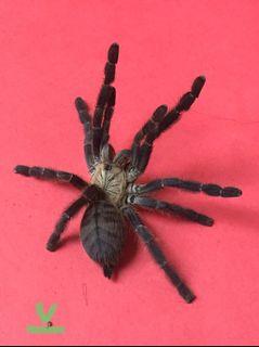 C. Sp Hati-Hati