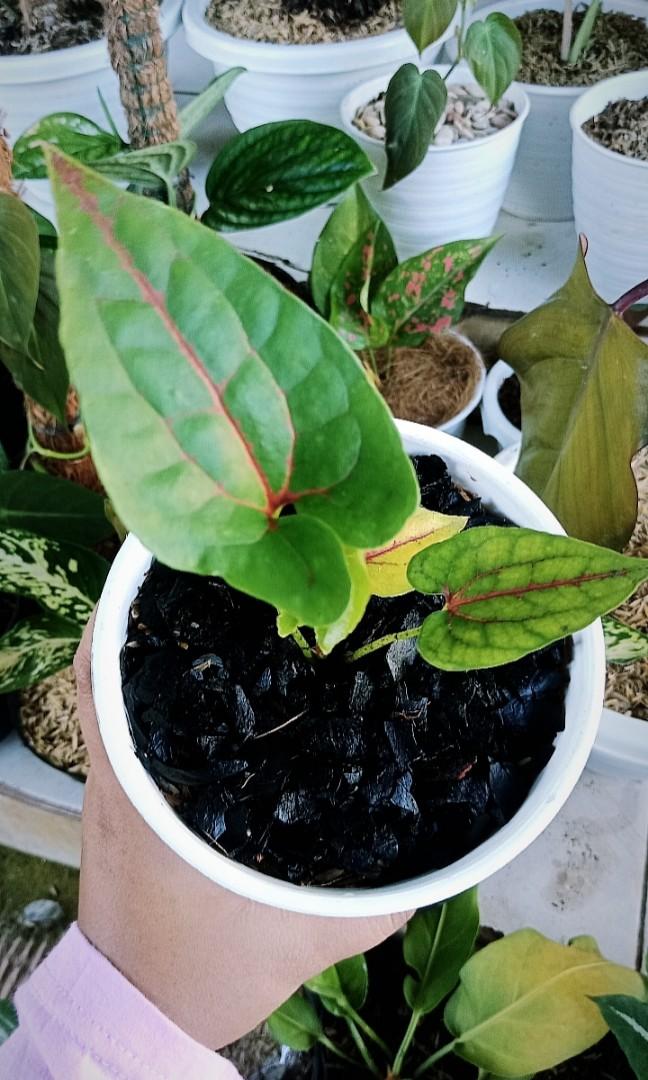 Caladium Black Jack Keladi Papua Perkebunan Di Carousell