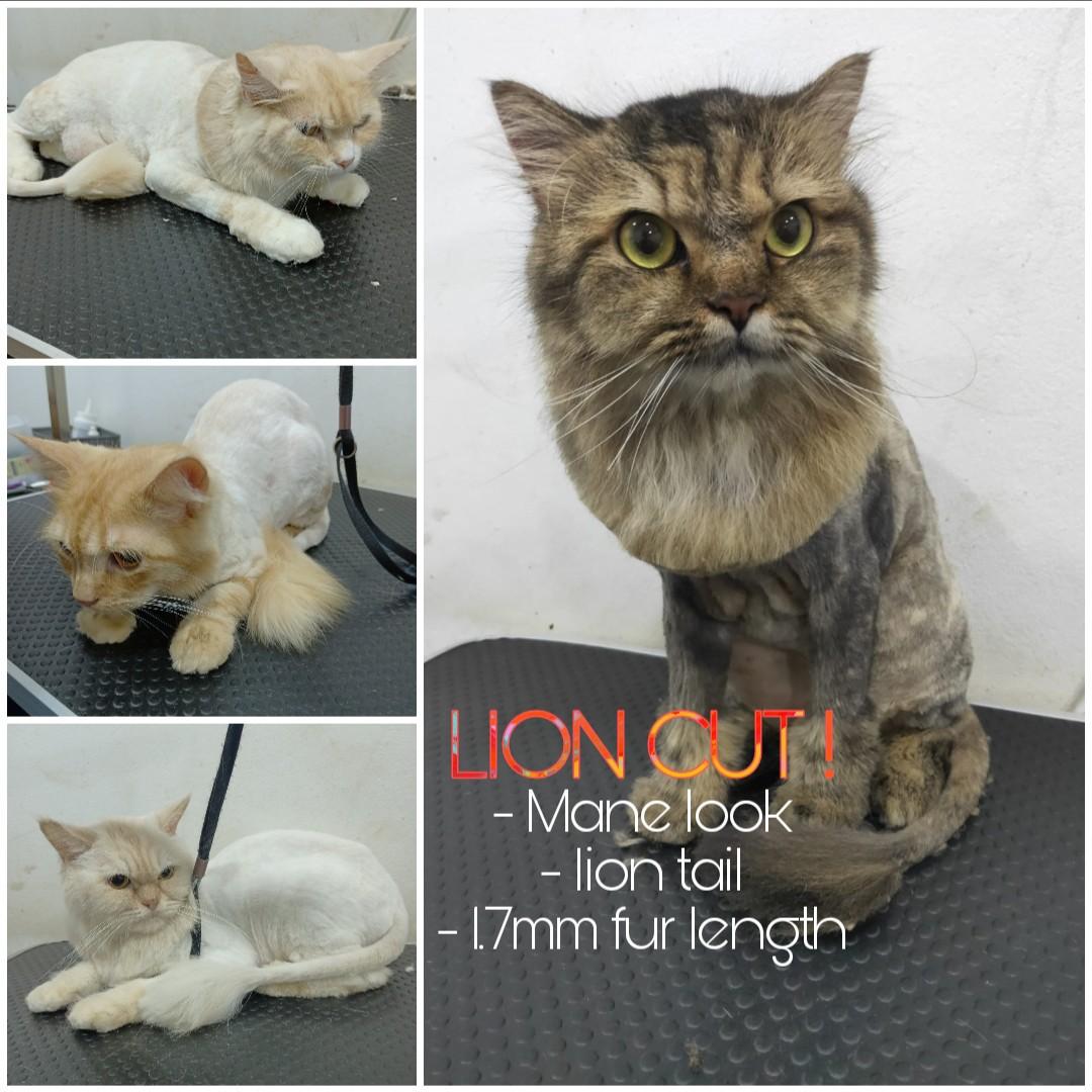 Cat/ Kitten Basic & Full Grooming woodlands /north, Lifestyle Services