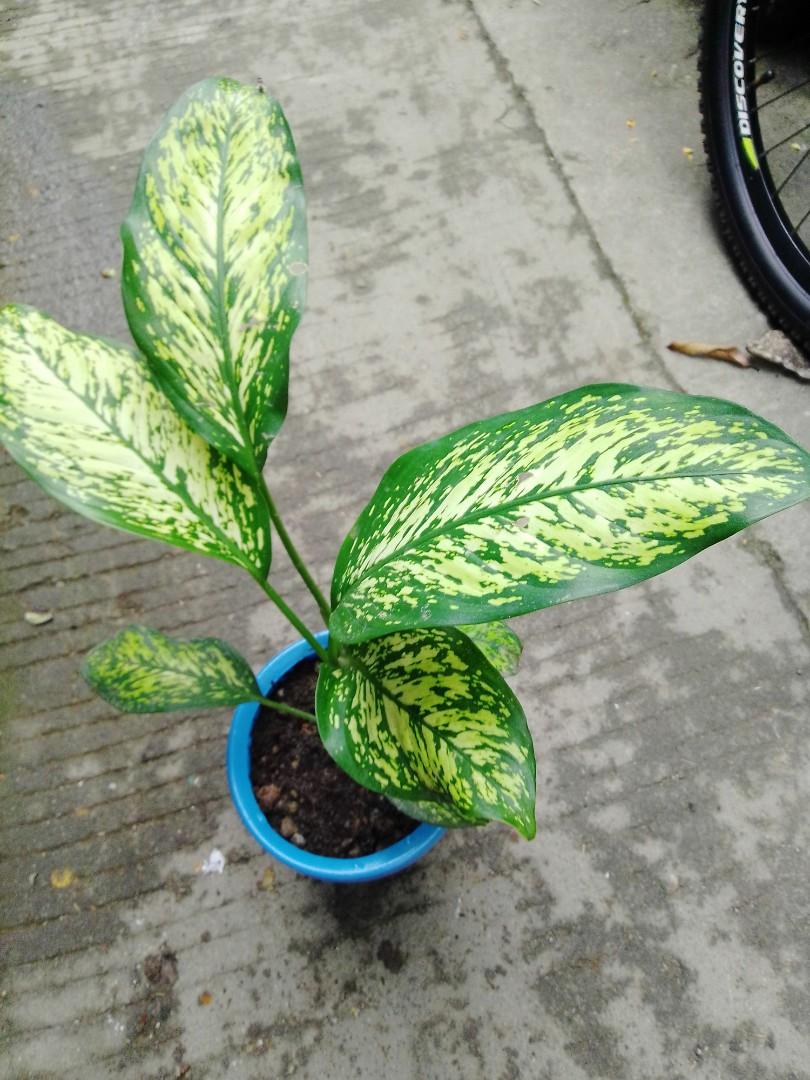 Dieffenbachia (Category: Plants & Seeds) located in Caloocan City. Submitted by willfull (Listing ID 1048629300, Image 3). Description: Noteworthy Characteristics. Dieffenbachia seguine, commonly called dumb cane is native to Brazil. It is a popular evergreen houseplant in the St. Louis area where it is widely grown for its attractive foliage. This is a clustered perennial that features ovate-oblong to oblong pointed shiny leaves (to 12” long)..