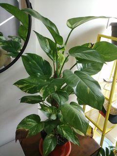 Pothos ( Nak jual Murah2)