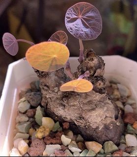 （分類：）位於 。 由 planting.buzz 提交（商品編號 1043457165，圖片 1）。簡介： 。
