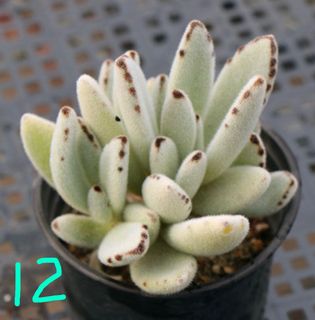 (Category: ) located in . Submitted by whimsicalsucculent (Listing ID 1054820754, Image 1). Description: .
