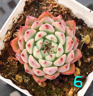(Category: ) located in . Submitted by whimsicalsucculent (Listing ID 1054817407, Image 1). Description: .