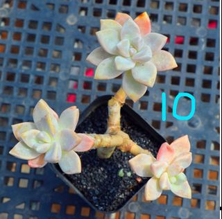 (Category: ) located in . Submitted by whimsicalsucculent (Listing ID 1054819887, Image 1). Description: .