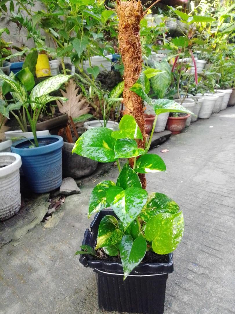 Golden Pothos/Devils Ivy (Category: Plants & Seeds) located in Caloocan City. Submitted by willfull (Listing ID 1051504261, Image 2). Description: Indoors, the pothos plant usually confines itself to about six to 10 feet. Its leaves are bright and waxy with a noteworthy pointed heart shape, and are often green or variegated in white, yellow, or pale green. ... These plants can also help cleanse the air when grown in your home or office, as well..
