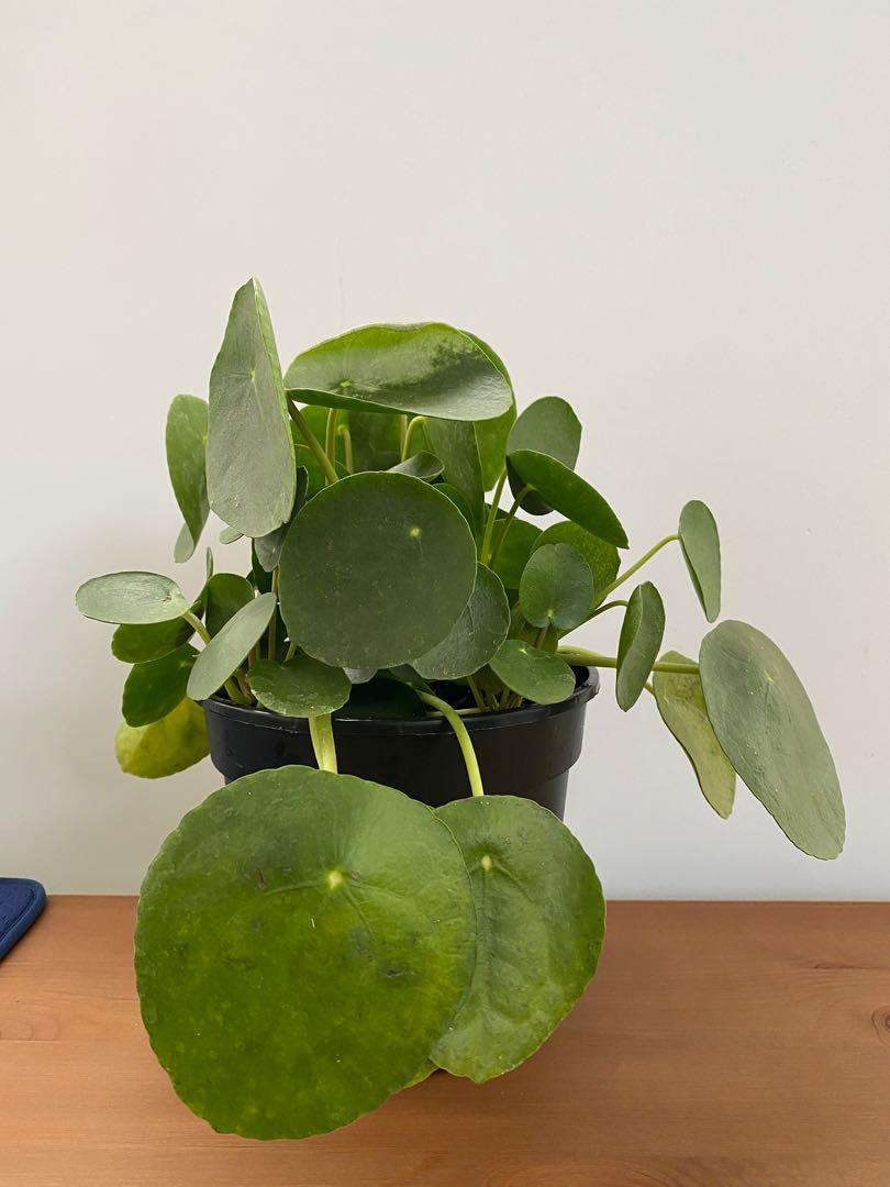 Peperomia Pilea Huge Round Leaves From The Netherlands Furniture Home Living Gardening Plants Seeds On Carousell