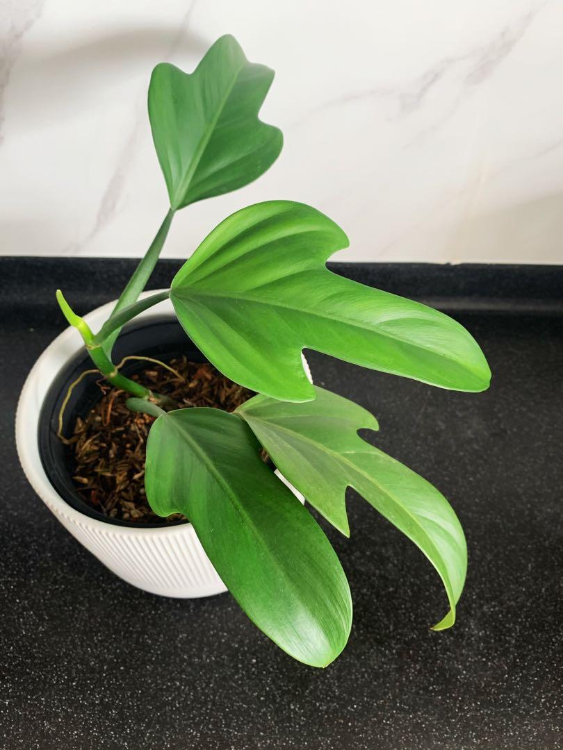 Philodendron Panduriforme Furniture Home Living Gardening Plants Seeds On Carousell