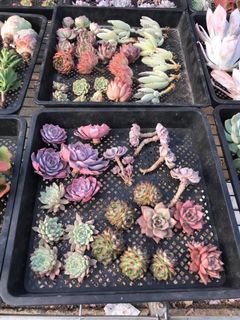 (Category: ) located in . Submitted by whimsicalsucculent (Listing ID 1054796219, Image 1). Description: .