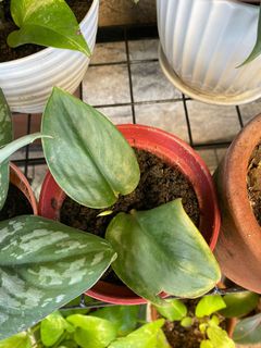 (Category: ) located in . Submitted by missus_declutter (Listing ID 1054777741, Image 1). Description: .