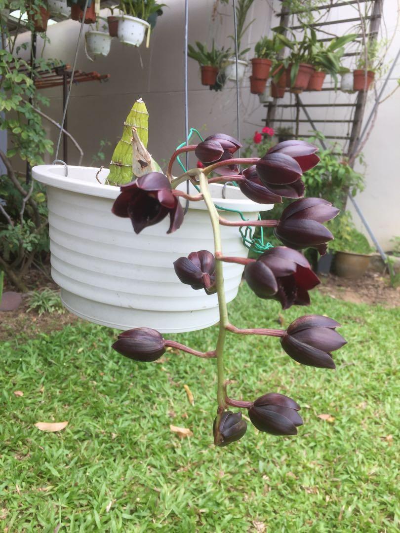 After Dark Black Pearl Orchid Catasetum Fredclarkeara After Dark Black Pearl Orchid (blooming