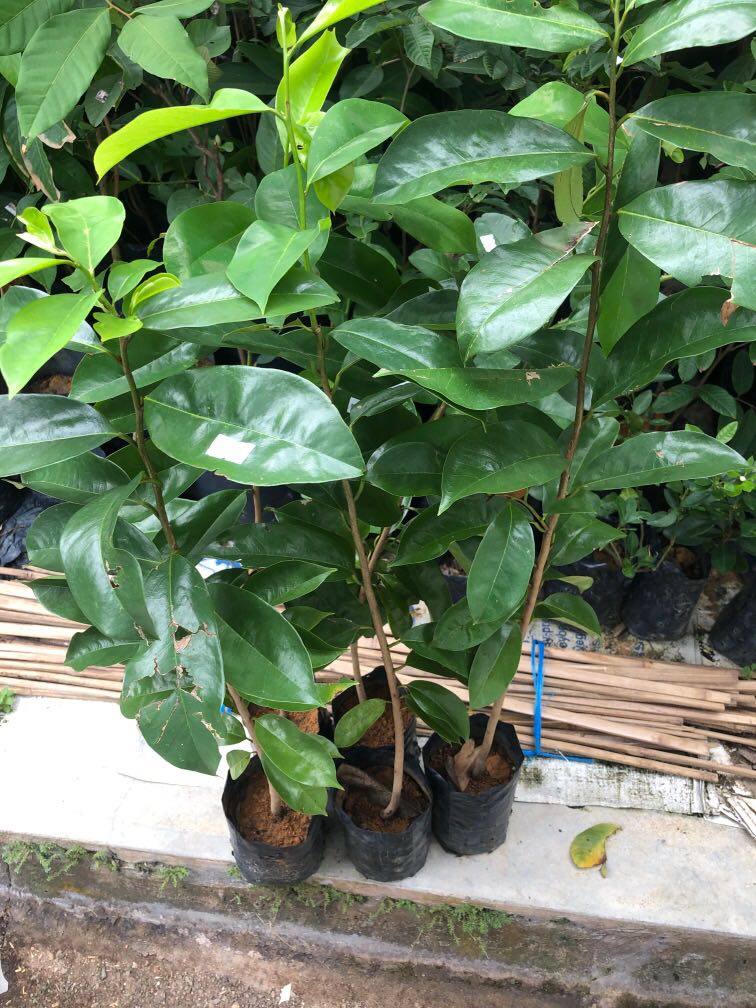 Durian belanda, Furniture & Home Living, Gardening, Grass Mowers ...