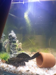 (Category: ) located in . Submitted by coburn123 (Listing ID 1000276823, Image 1). Description: .