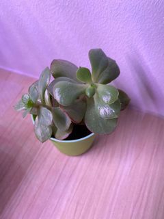 (Category: ) located in . Submitted by petalthots (Listing ID 1000283729, Image 1). Description: .