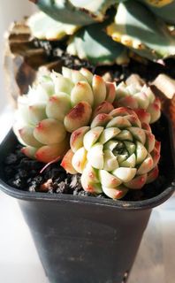 （分類：）位於 。 由 chuchujai 提交（商品編號 1000447889，圖片 1）。簡介： 。