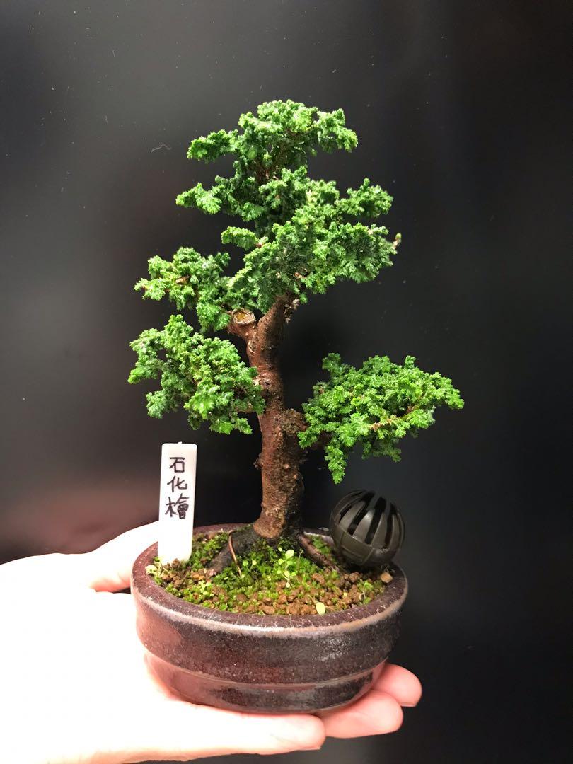 石化檜盆景 傢俬 家居 園藝 植物及種子on Carousell