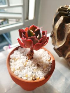 （分類：）位於 。 由 chuchujai 提交（商品編號 1000461619，圖片 1）。簡介： 。