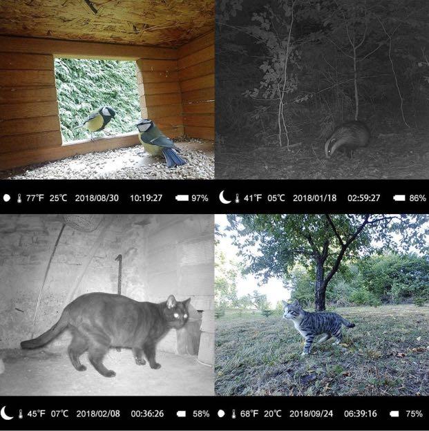 earthtree wildlife trail camera