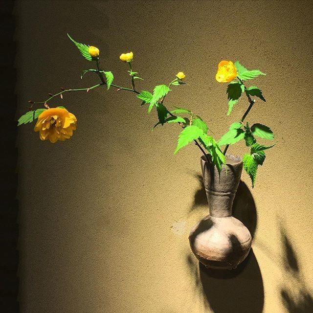 植物 山吹八重山吹山吹花棣棠花重瓣棣棠花棣棠やまぶき薔薇薔薇花 園藝盆栽 居家生活 園藝在旋轉拍賣