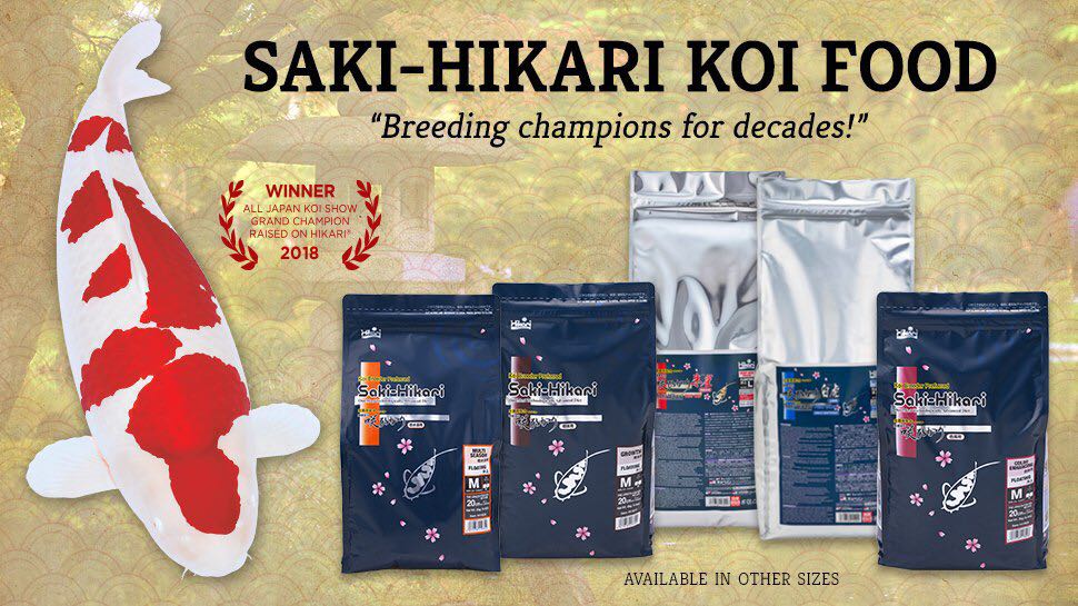 Hikari koi online