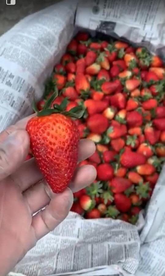 Mountain Trail BIG strawberries (Category: Fresh Produce) located in Paranaque City. Submitted by FLess.ph (Listing ID 1000256986, Image 2). Description: Mountain trail strawberries. Super big sizes. Open for reservation. Coming next week. 348 per kilo Pick up : delivery only via Lalamove .
