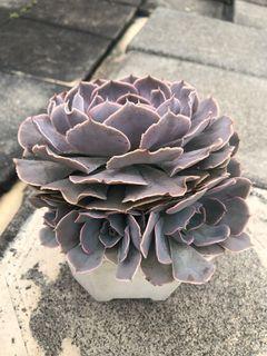 爆盆紫蝶