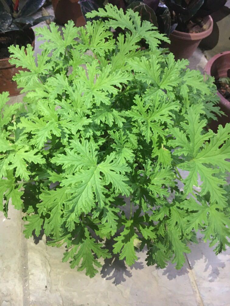 anti mosquito plants