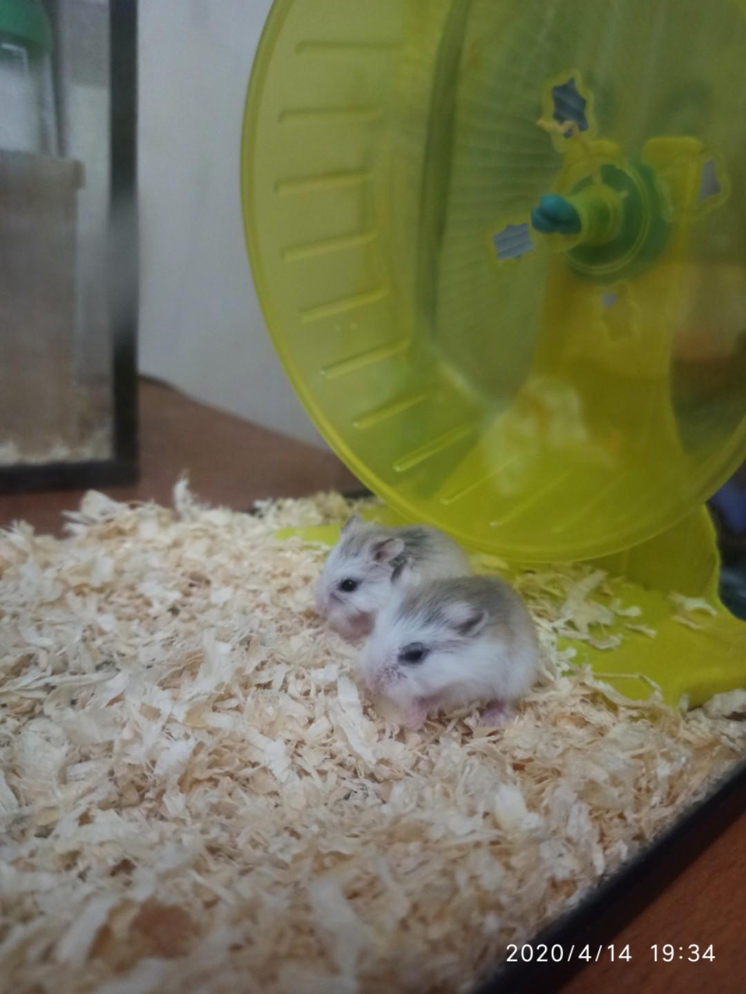Hamster Roborovski Husky White Face Good Quality, Perlengkapan Hewan