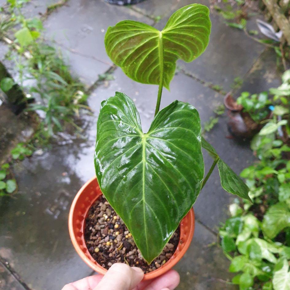 Philodendron Glorious Gloriosum X Melanochrysum Gardening Plants On Carousell