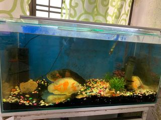 (Category: ) located in . Submitted by mihossain77 (Listing ID 1000801777, Image 1). Description: .