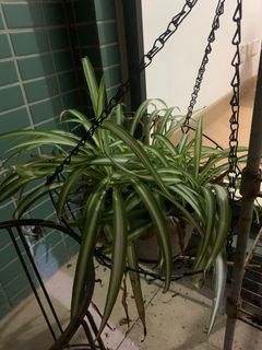 （分類：）位於 。 由 toby7head 提交（商品編號 1000907132，圖片 1）。簡介： 。
