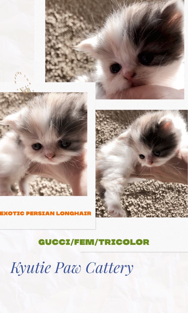 Persian Cat stud Service & For sale kittens