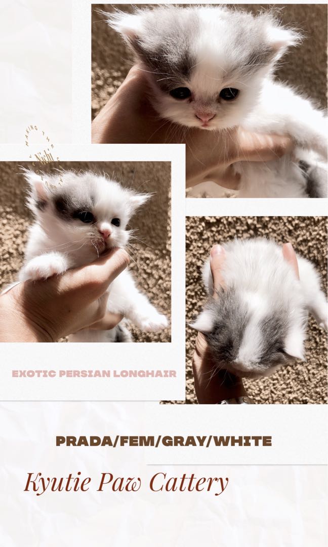 Persian Cat stud Service & For sale kittens